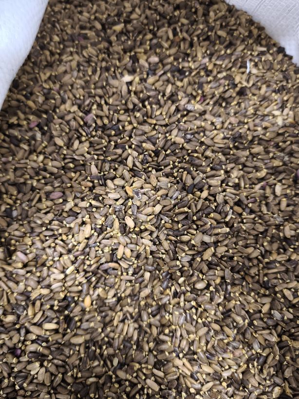 Seminte de Armurariu Ucraina - imagine 3