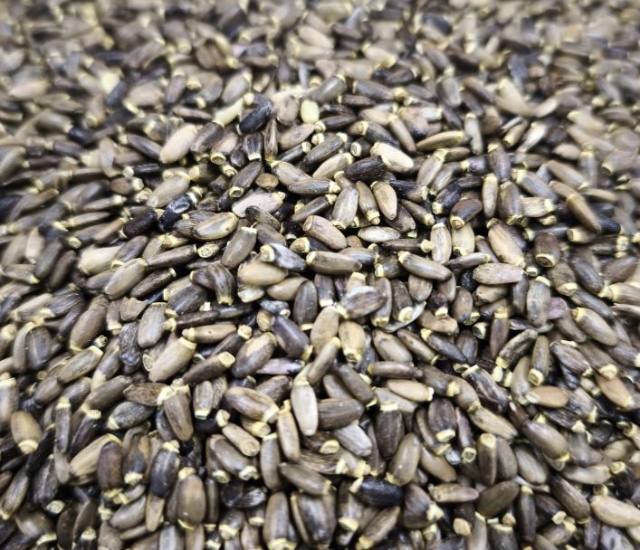 Seminte de Armurariu Ucraina - imagine 2